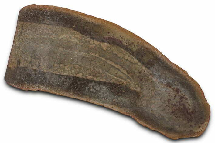 Partial Tully Monster (Tullimonstrum) - Mazon Creek #377817